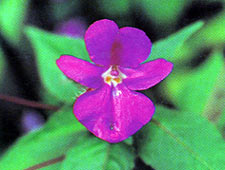 เทียนเชียงเขา Impatiens chiangdaoensis Shimizu<br/>BALSAMINACEAE