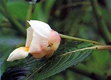 เหยื่อจง Impatiens kerriae Craib<br/>BALSAMINACEAE