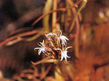 หางไก่ฟ้า Lobelia nicotianaefolia Roth ex R. & S.<br/>CAMPANULACEAE