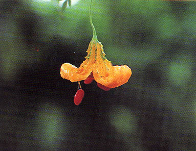 มะระขี้นก Momordica charantia Linn.<br/>CUCURBITACEAE