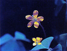 ส้มสามตา Oxalis corniculata Linn.<br/>OXALIDACEAE