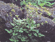 ผักอีเปา Peucedanum siamicum Craib<br/>APIACEAE (UMBELLIFERAE)