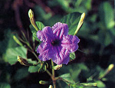 ต้อยติ่ง Ruellia tuberosa linn.<br/>ACANTHACEAE