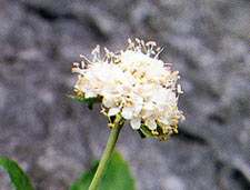 ขาวปั้น Scabiosa siamensis Craib<br/>DIPSACACEAE