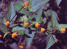 ผักเผ็ด Spilanthes paniculata Wall.ex DC.<br/>ASTERACEAE (COMPOSITAE)