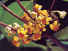 บุกฤาษี Tacca palmata Bl.<br/>TACCACEAE