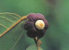 พีพวนน้อย Uvaria rufa Bl.<br/>ANNONACEAE