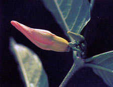 โมกแดง Wrightia dubia Spreng.<br/>APOCYNACEAE