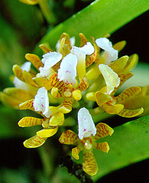 ช้างสารภีน้อย Acampe papillosa (Lindl.) Lindl.<br/>ORCHIDACEAE