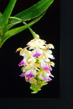 กุหลาบเหลืองโคราช Aerides houlletiana Rchb.f.<br/>ORCHIDACEAE