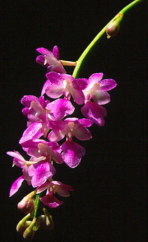 ศรีกระบี่ Aerides krabiensis Seidenf.<br/>ORCHIDACEAE