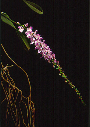 เอื้องกุหลาบน่าน Aerides rosea Lodd. ex Lindl. & Paxton<br/>ORCHIDACEAE