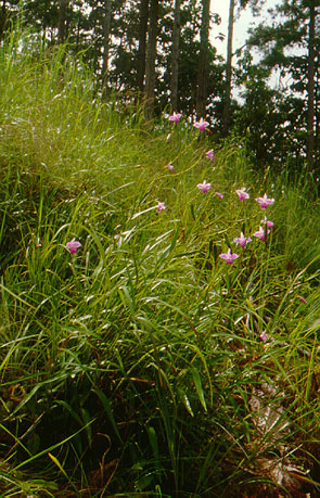 เอื้องดินใบไผ่ Arundina graminifolia (D.Don) Hochr.<br/>ORCHIDACEAE