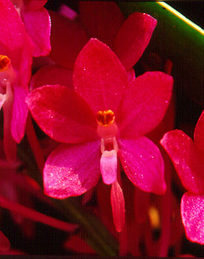 เอื้องเข็มม่วง Ascocentium ampullaceum (Roxb.)Schltr.<br/>ORCHIDACEAE