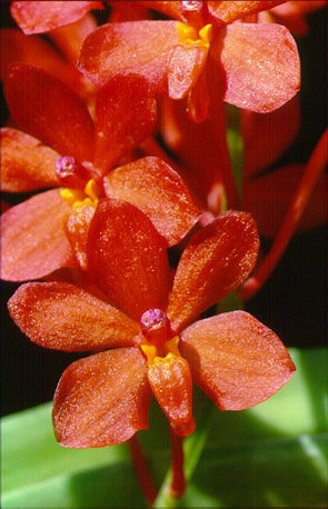 เอื้องเข็มแดง Ascocentium curvifoliua (Limdl.) Schltr.<br/>ORCHIDACEAE