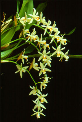 เอื้องหินเลย Coelogyne lactea Rchb .f.<br/>ORCHIDACEAE