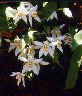 สกาวจันทร์ Coelogyne nitida (Wall.) Lindl.<br/>ORCHIDACEAE