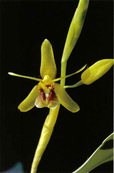 เอื้องหิน Coelogyne schultesii jain & Das<br/>ORCHIDACEAE