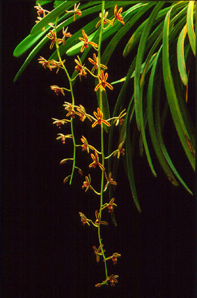 กะเรกะร่อนสองสี Cymbidium bicolor Lindl.<br/>ORCHIDACEAE