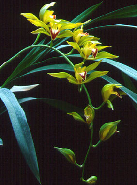 กะเรกะร่อนปากนกแก้ว Cymbidium lowianum Rchb.f.<br/>ORCHIDACEAE