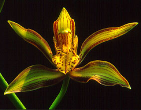 กะเรกะร่อนอินทนนท์ Cymbidium traceyanum O'Brien<br/>ORCHIDACEAE