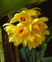 เอื้องจำปาน่าน Dendrobium sulcatum Lindl.<br/>ORCHIDACEAE