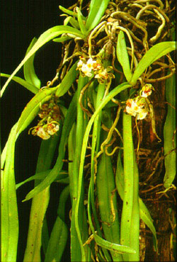 ตีนเต่ากระ Gastrochilus calceolaris (Buch. - Ham. ex Sm.) D.Don<br/>ORCHIDACEAE