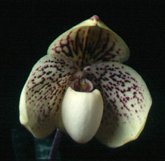 รองเท้านารีเหลืองตรัง Paphiopedilum godefroyae (Godefroy) Pfitzer<br/>ORCHIDACEAE