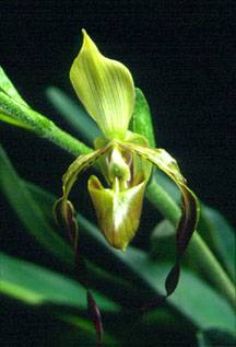 รองเท้านารีหนวดฤาษี Paphiopedilum parishii (Rchb.f.) Pfitzer<br/>ORCHIDACEAE