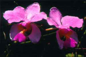 เอื้องโมกข์ Papilionanthe teres (Roxb.) Lindl.<br/>ORCHIDACEAE