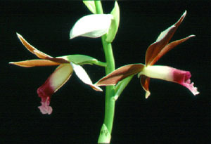 เอื้องพร้าว Phaius tankervilleae (Banks ex I' Heritier) Blume<br/>ORCHIDACEAE