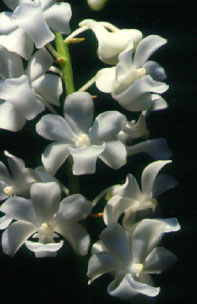 เขาแกะ Rhynchostylis coelestis Rchb.f.<br/>ORCHIDACEAE