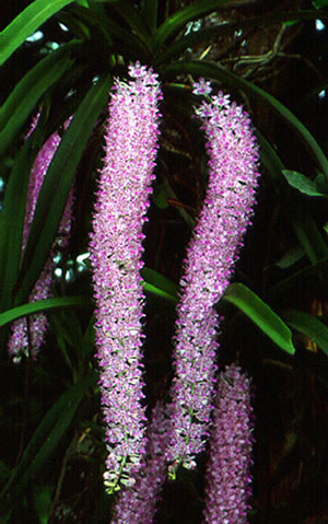 ไอยเรศ Rhynchostylis retusa (L.) Blume.<br/>ORCHIDACEAE