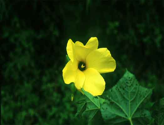 ชะมดเหลือง Abelmoschus angulosus Wall. ex Wight & Arn.<br/>MALVACEAE