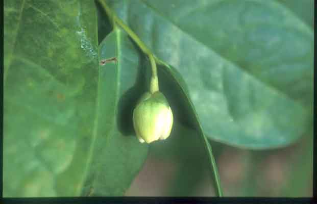 จำปูน Anaxagorea javanica Blume<br/>ANNONACEAE