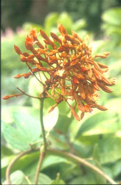 สิรินธรวัลลี Bauhinia sirindhorniae K. & S.S. Larsen<br/>CAESALPINIACEAE