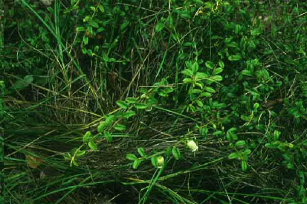 ซุ้มกระต่าย Blinkworthia lycioides Choisy<br/>CONVOLVULACEAE