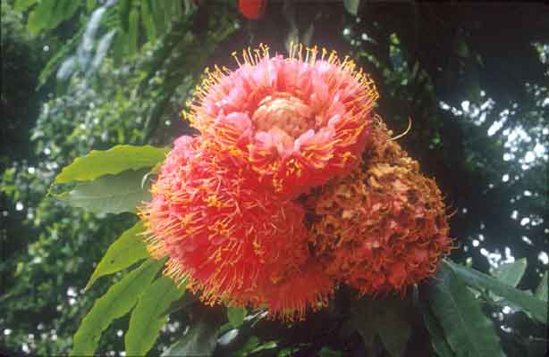 โสกสะปัน Brownea grandiceps Jacq.<br/>CAESALPINIACEAE