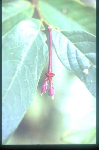 บุหรง Dasymaschalon blumei Finet & Gagnap.<br/>ANNONACEAE