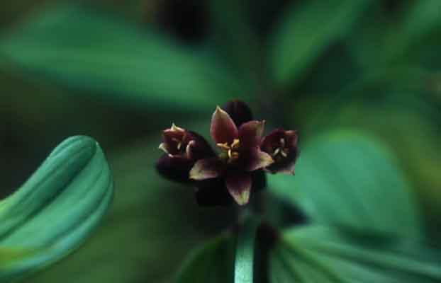 ว่านหัวสืบน้อย Disporum cantoniense (Lour.) Merr.<br/>LILIACEAE