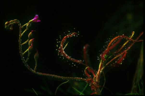 หยาดน้ำค้าง Drosera indica L.<br/>DROSERACEAE