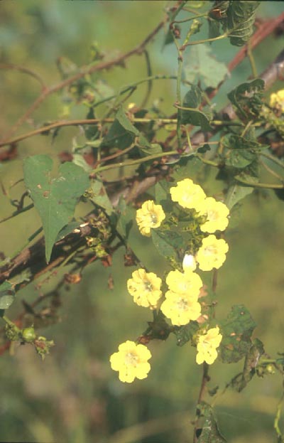 เถามะอึก Merremia hederacea (Burm.f.) Hallier f.<br/>CONVOLVULACEAE