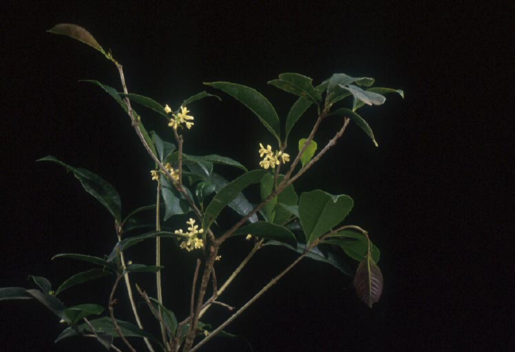 หอมหมื่นลี้ Osmanthus fragrans Lour.<br/>OLEACEAE