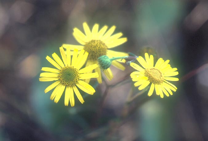 ดาวกระจายน้อย Pentanema indicum (L.)Ling<br/>ASTERACEAE (COMPOSITAE)