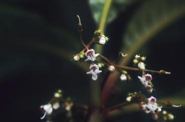 ช้าส้านน้ำ Rhynchotechum obovatum (Griff.)B.L. Burtt<br/>GESNERIACEAE