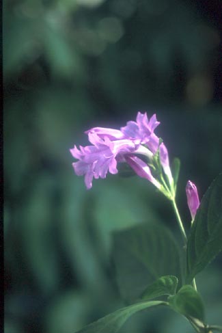 ฮ่อม Strobilanthes cusia (Nees) Kuntze<br/>ACANTHACEAE