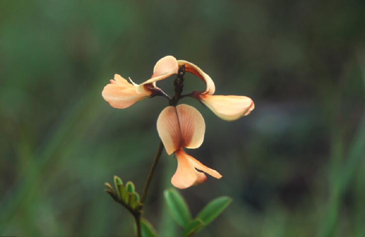 ขางเลื้อยตัวผู้ ก Tephrosia siamensis Drumm.<br/>FABACEAE (LEGUMINOSAE-PAPILIONOIDEAE)