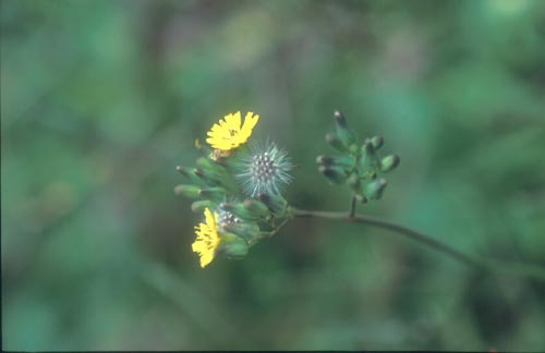 คำยอด Youngia japonica (L.) DC.<br/>ASTERACEAE (COMPOSITAE)