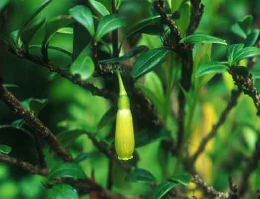 ประทัดเขียว Agapetes mannii Hemsl.<br/>ERICACEAE