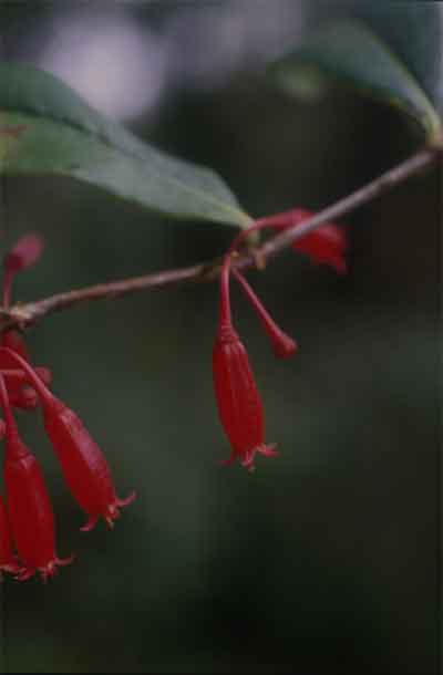 ประทัดดอย Agapetes parishii C.B. Clarke<br/>ERICACEAE